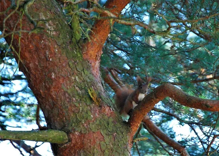 Pod Kotwica Апартаменты